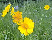lanceleaf coreopsis