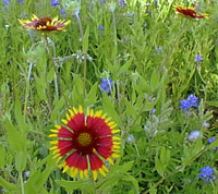 Indian blanket