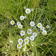 lazy daisies
