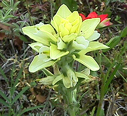 lemon paintbrush