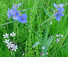 prairie spiderwort and wild onions