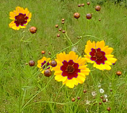 plains coreopsis