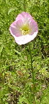 pink evening primrose