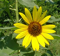 common sunflower