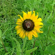 brown-eyed susan
