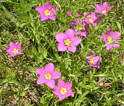 Texas star